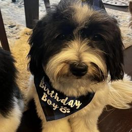 Cotons de Tulear from Majestic Creek Puppies
