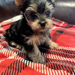 Yorkshire Terrier Puppies from Debbie’s Little Yorkies