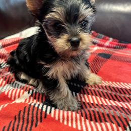 Yorkshire Terrier Puppies from Debbie’s Little Yorkies