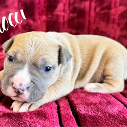 Gnocchi - Blue fawn male American Pit Bull Terrier puppy in Nine Mile Falls, Washington from Bartin Kennels