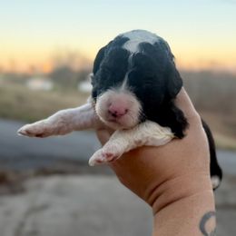 Rudolph - Black and white male Sheepadoodle puppy in Greeneville, Tennessee from Smokey Mountain Sheepadoodles