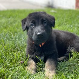 German Shepherd Puppies from Karma Kennels