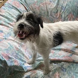 Ariel - Jack Russell Terrier