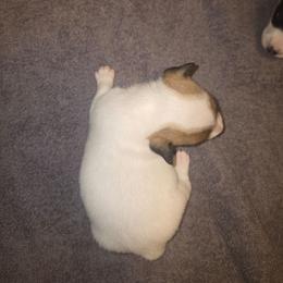 Boy 4 - Tri-color male Russell Terrier puppy in Kemp, Texas from Dodd's Shorty Jack Russells