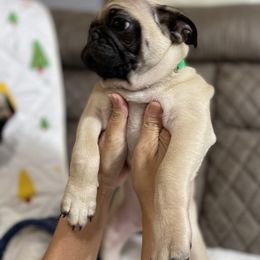 Pug Puppies from PugsncuddlesTN