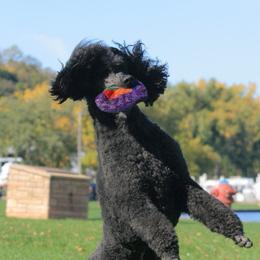 Poodles from Starfleet Poodles
