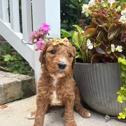 Sunny - Red  female Goldendoodle puppy in Camden, North Carolina from Oopsie Doodles of NC