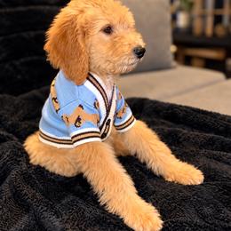 MONEY GREEN BOY - Apricot male Poodle puppy in Porter, Texas from KD's Luxury Nursery