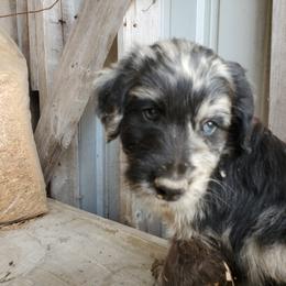 Aussiedoodle Puppies from Neudoodles