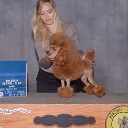 Lemon - Poodle