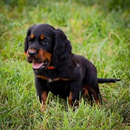 Orange - Black and tan male Gordon Setter puppy in Gordonville, Pennsylvania from Blue Ribbon Setters