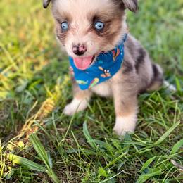 Pluto - Blue merle male Toy Australian Shepherd puppy in Puryear, Tennessee from A&W Toy Aussies
