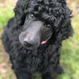Poodle Puppies from Oakridge Standard Poodle