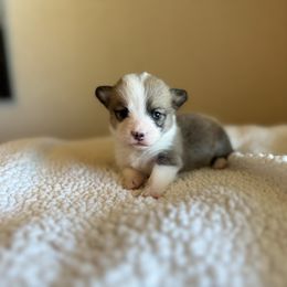 Red male 1 - Sable Pembroke Welsh Corgi puppy in Conroe, Texas from Peach Tree Corgi Co.