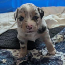 Lucky - Blue merle male Miniature Australian Shepherd puppy in Crockett, Texas from Pleasant Grove Aussies