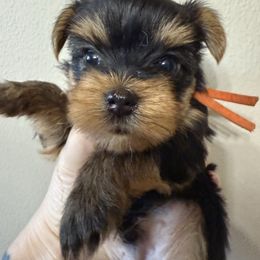 Orange Collar Male - Black and gold male Yorkshire Terrier puppy in Concord, California from Real Yorkies of NorCal