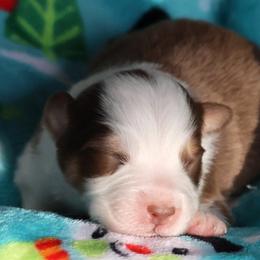 Cosmo - Red tri-color male Australian Shepherd puppy in Springville, New York from RisingStar Australian Shepherds