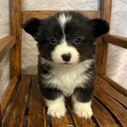 Full fluffy Eli - Black and white male American Corgi puppy in Decatur, Texas from Bar S Corgis