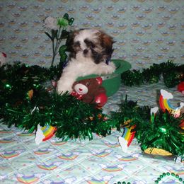 Shih Tzu Puppies from Chibisue Shih Tzus