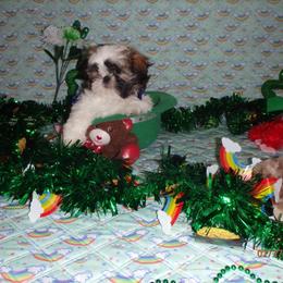 Shih Tzu Puppies from Chibisue Shih Tzus