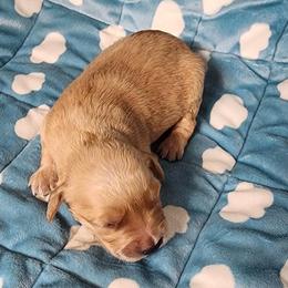 Girl 3 - female Golden Retriever puppy in Saginaw, Michigan from Precious Kennel Retrievers