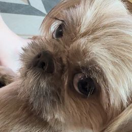 Brynne - Shih Tzu