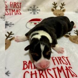 Anna - Black and tan female Pembroke Welsh Corgi puppy in Hanover, Pennsylvania from Happily Ever After Corgis