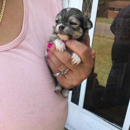 Chihuahua Puppies from Chilove Chihuahuas