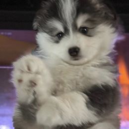 Pomsky Puppies from Bluepomski Puppies & Stud Services Of South West Florida