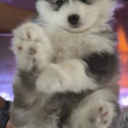 Pomsky Puppies from Bluepomski Puppies & Stud Services Of South West Florida