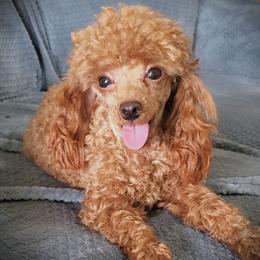 Ruby - Poodle