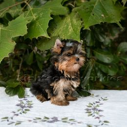 Yorkshire Terrier Puppies from Lightsome Yorkies