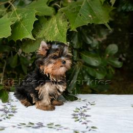 Yorkshire Terrier Puppies from Lightsome Yorkies