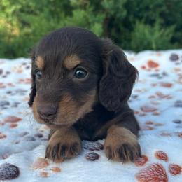 Boy 2 - Chocolate and tan male Dachshund puppy in Stilwell, Oklahoma from Double Down Doxies