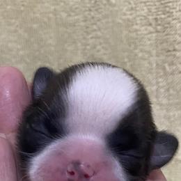 Shih Tzu Puppies from Willow Lane Shih Tzus