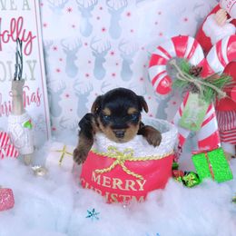 Teacup Ivy - Black and tan female Yorkshire Terrier puppy in Lithonia, Georgia from Toy Yorkies Atlanta