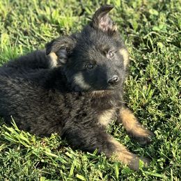 Orange Collar - Black and tan male German Shepherd puppy in Osco, Illinois from Sonnenhügel Kennel, LLC