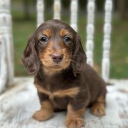 Fudge - Chocolate and tan male Dachshund puppy in Mascot, Tennessee from Magnolia Pearl Dachshunds