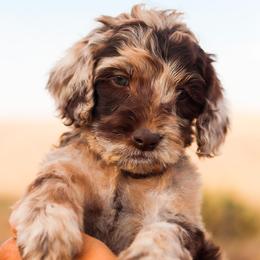 Goldendoodle Puppies from 24 Karat Doodles