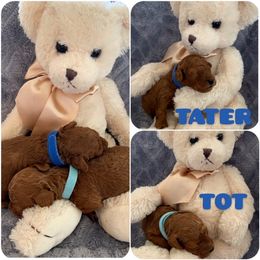 Poodle Puppies from Premier Poodle