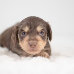 Yelena - FULL AKC Cream - Chocolate and cream female Dachshund puppy in Neosho, Missouri from A Walk In The Park