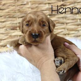 Hennessy - Red  male Goldendoodle puppy in Casa Grande, Arizona from AzDoodle Dandies
