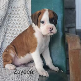 Zayden - Fawn male Boxer puppy in Newville, Pennsylvania from Zimmerman's Pets