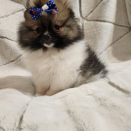 Dory - Pomeranian puppy in St Louis, Missouri from Miller's Magnificent Poms