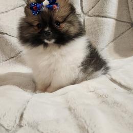 Dory - Pomeranian puppy in St Louis, Missouri from Miller's Magnificent Poms