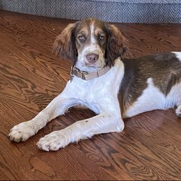 English Springer Spaniel All Grown Up from Sho-Me Springers