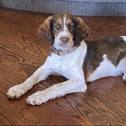 English Springer Spaniel All Grown Up from Sho-Me Springers
