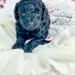 Opal - Black female Poodle puppy in from Pink Poodles and Doodles