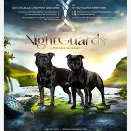 Staffordshire Bull Terrier puppies from Nightguards