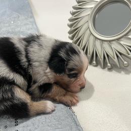 Royal Flush - Blue merle female Australian Shepherd puppy in Prescott Valley, Arizona from Cu2 Aussies
